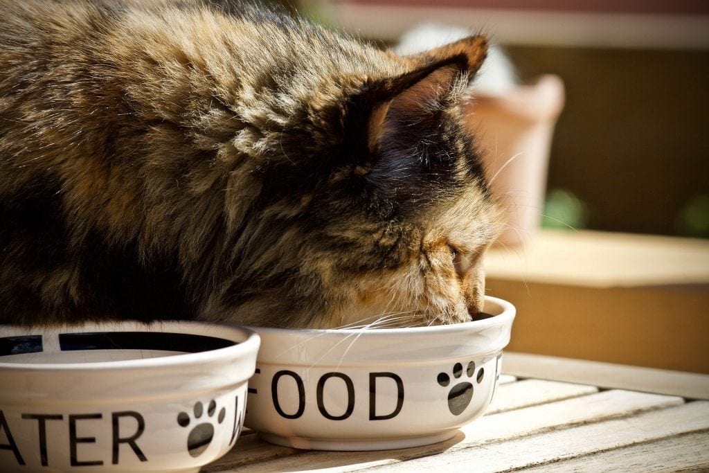 how to soften my cat dry food