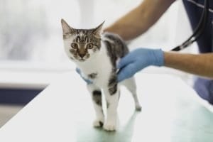 Health issues that could face your cat