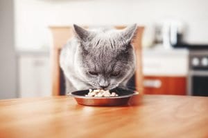 choosing a feeding schedule for your cat