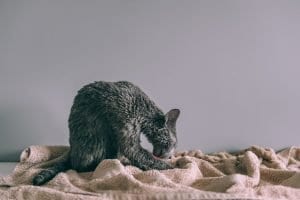 Cat Licking themselves too often
