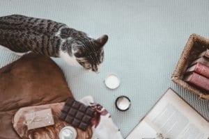 Foods that your cat should NOT eat