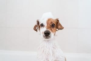 Using dog shampoo for cats
