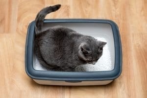 how long would food stay in your cat's stomach