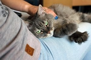 cats purr louder when we pet them