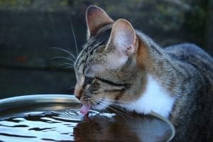 Make sure your cat gets large quantities of water