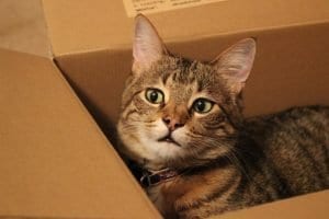 cats like sleeping in a box