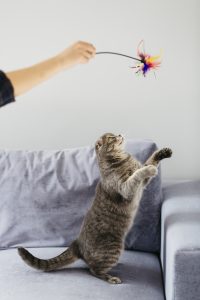keeping an active lifestyle for your cat's weight loss