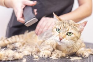 shaving your cat to reduce shedding