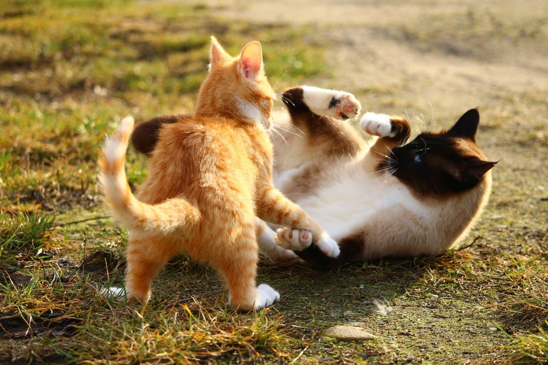 How to tell if cats are playing or fighting