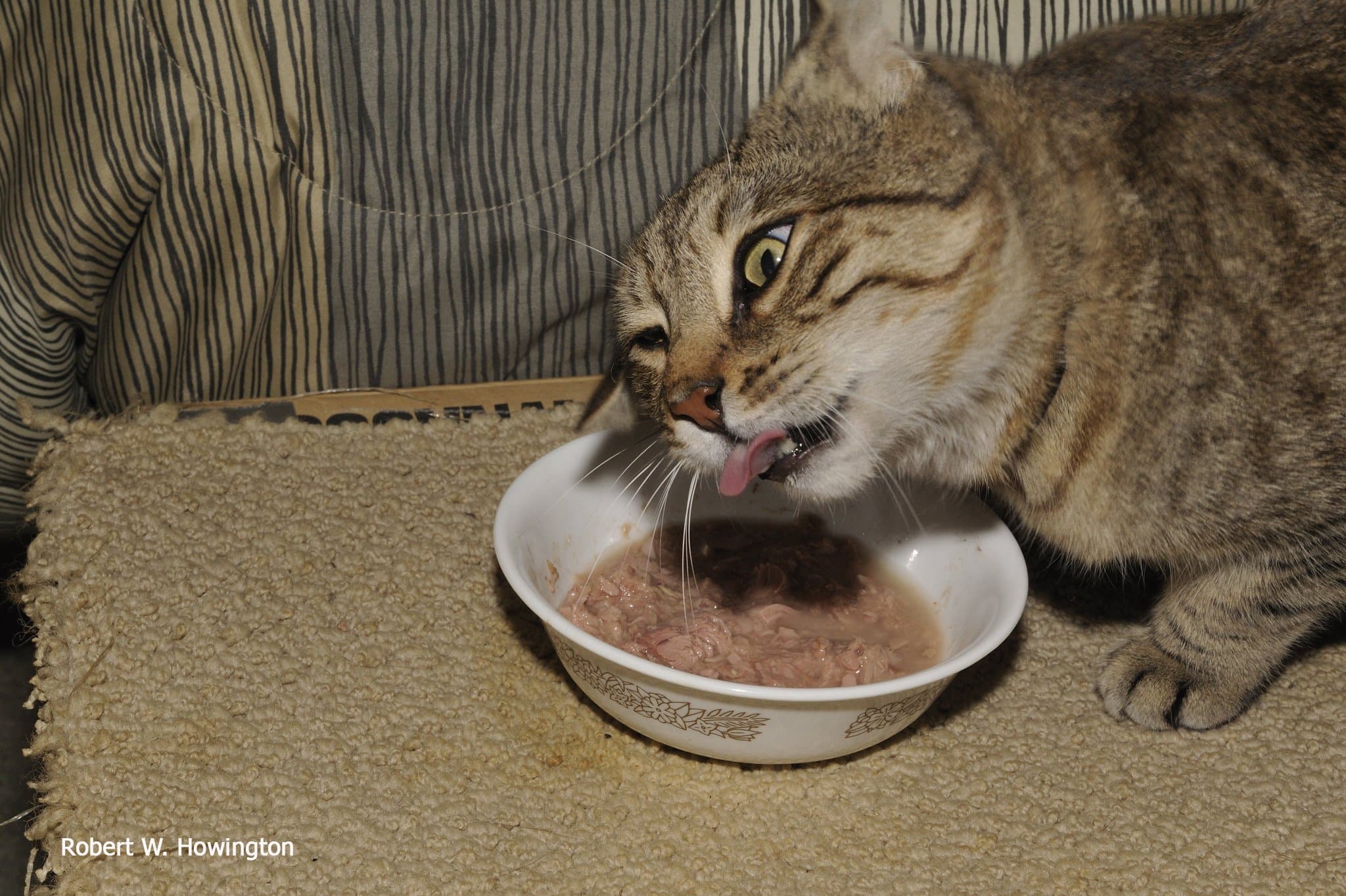 How much tuna can a cat eat