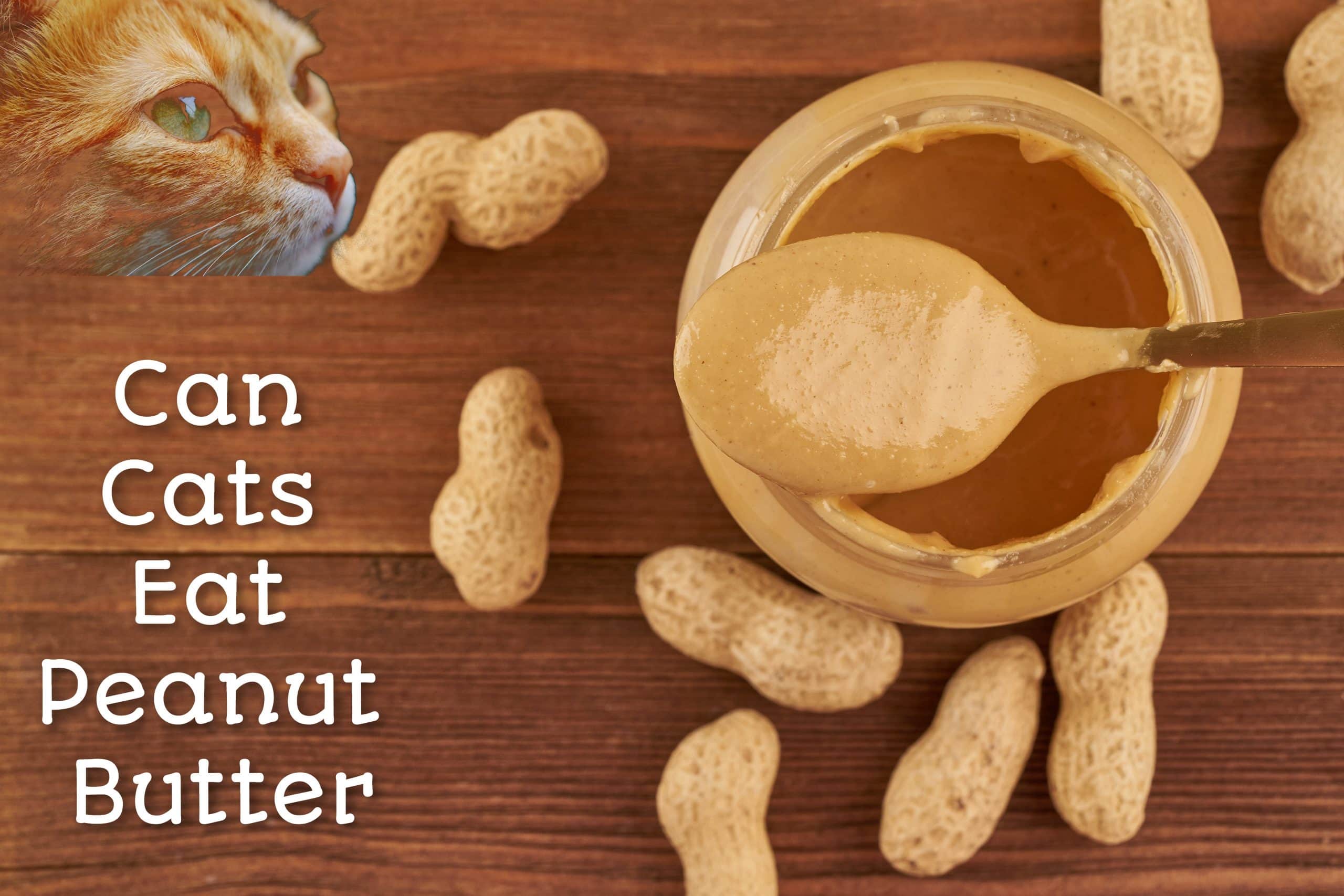 Can Cats Eat Peanut Butter