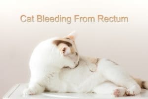 bleeding rectum