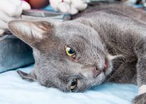 What to Expect After Neutering a Cat