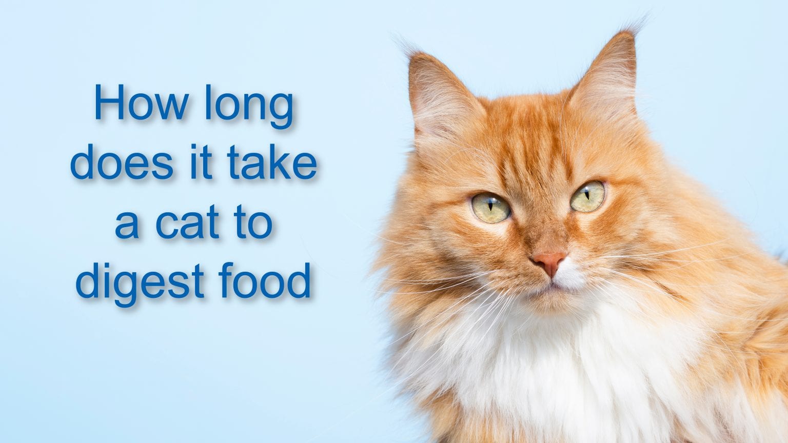 How Long Does It Take A Cat To Digest Food | ProudCatOwners