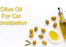 Olive Oil For Cat Constipation (All Facts)