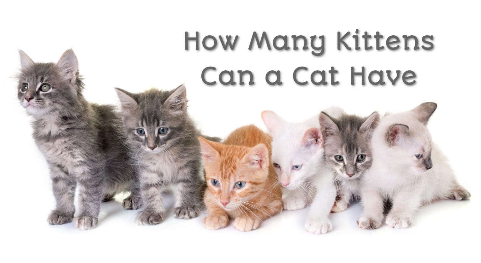 How Many Kittens Can A Cat Have (The Truth) | ProudCatOwners