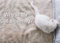 Why Is My Cat Shivering (The Real Reasons)