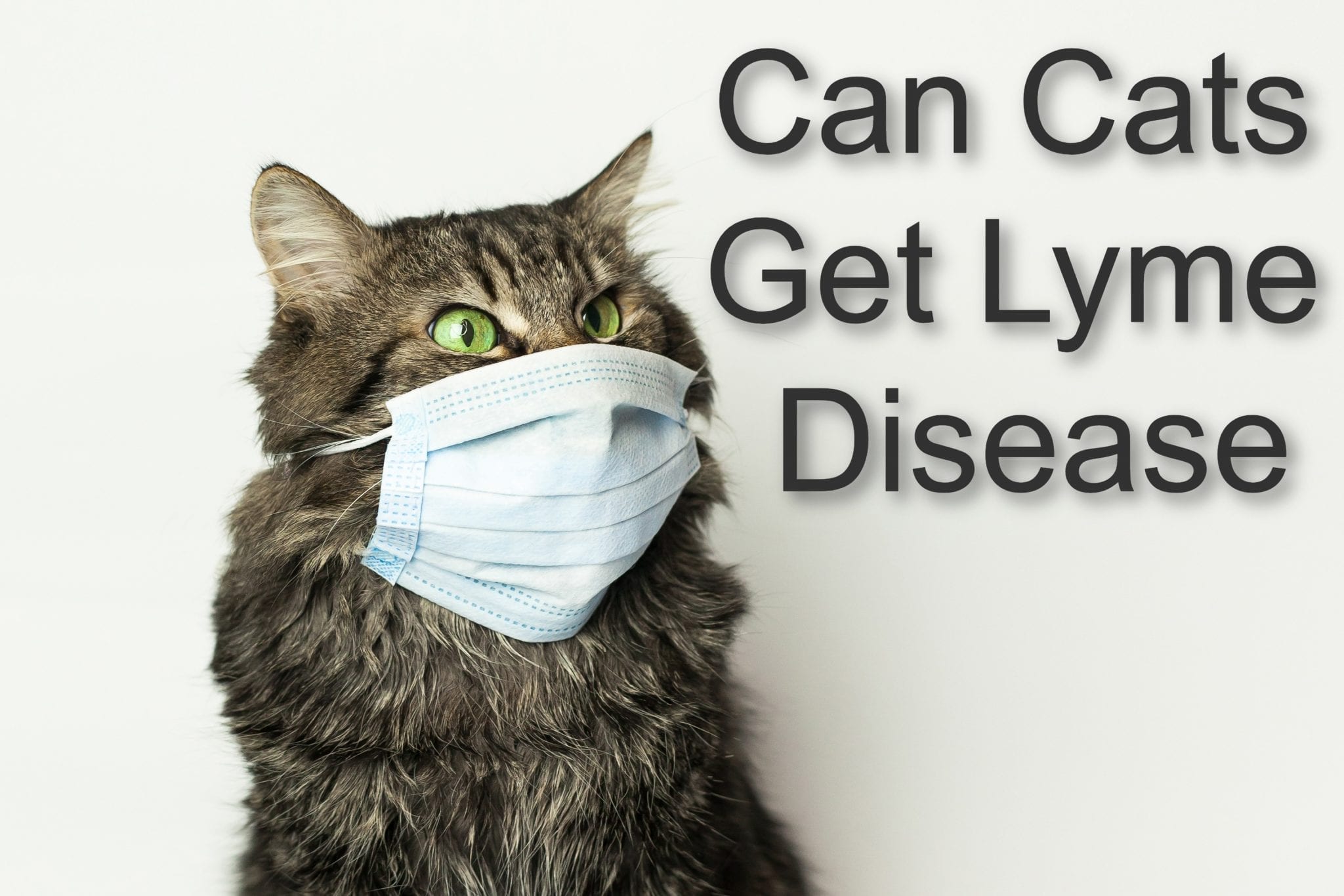 Can Cats Get Lyme Disease 2023 Proudcatowners