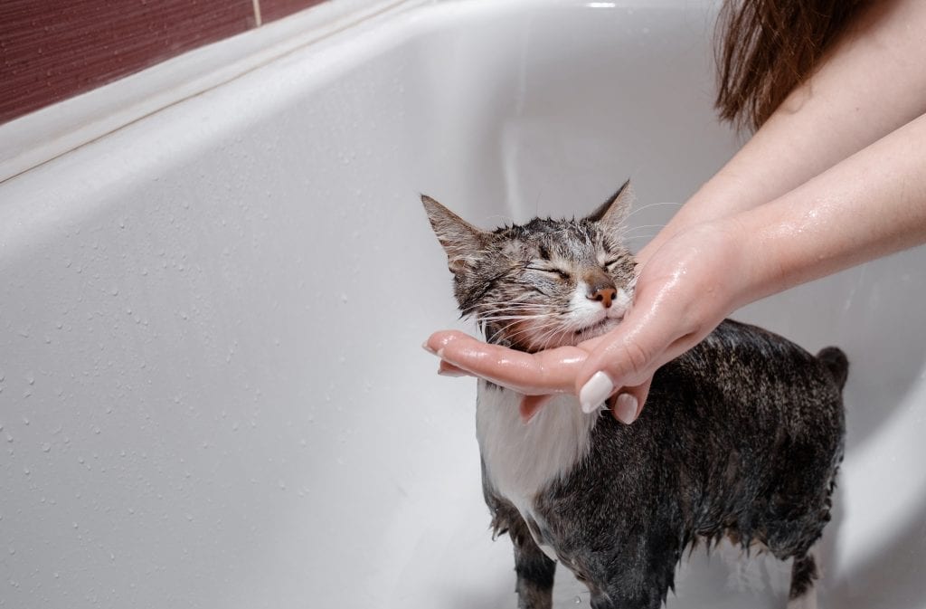 Why Is My Cat Shivering (The Real Reasons) ProudCatOwners