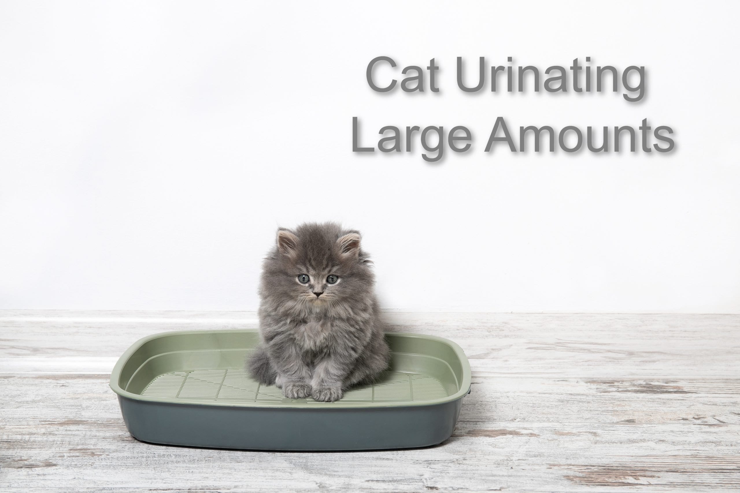 Cat Urinating Large Amounts