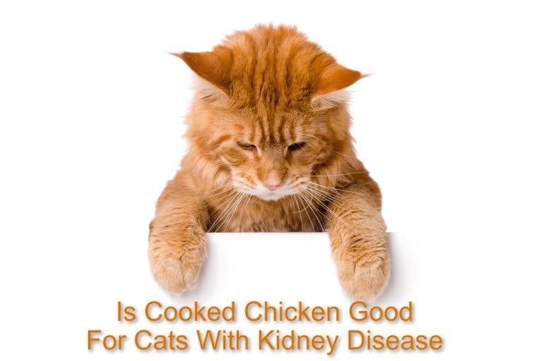 Is Cooked Chicken Good For Cats With Kidney Disease | ProudCatOwners