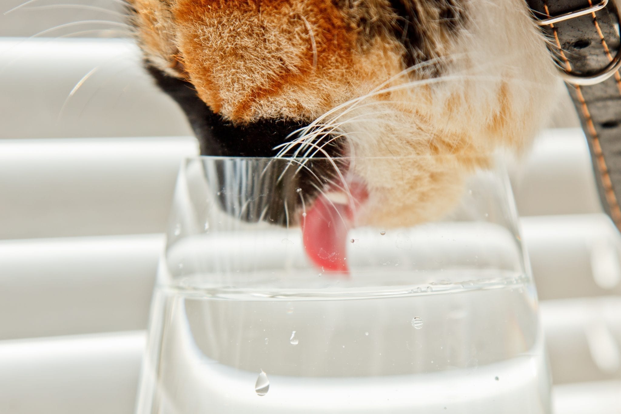 Кот часто пьет воду. Кот пьет из стакана. Смешной кот пьет воду. Кошка пьет воду из стакана. Кот пьет яйцевую воду.