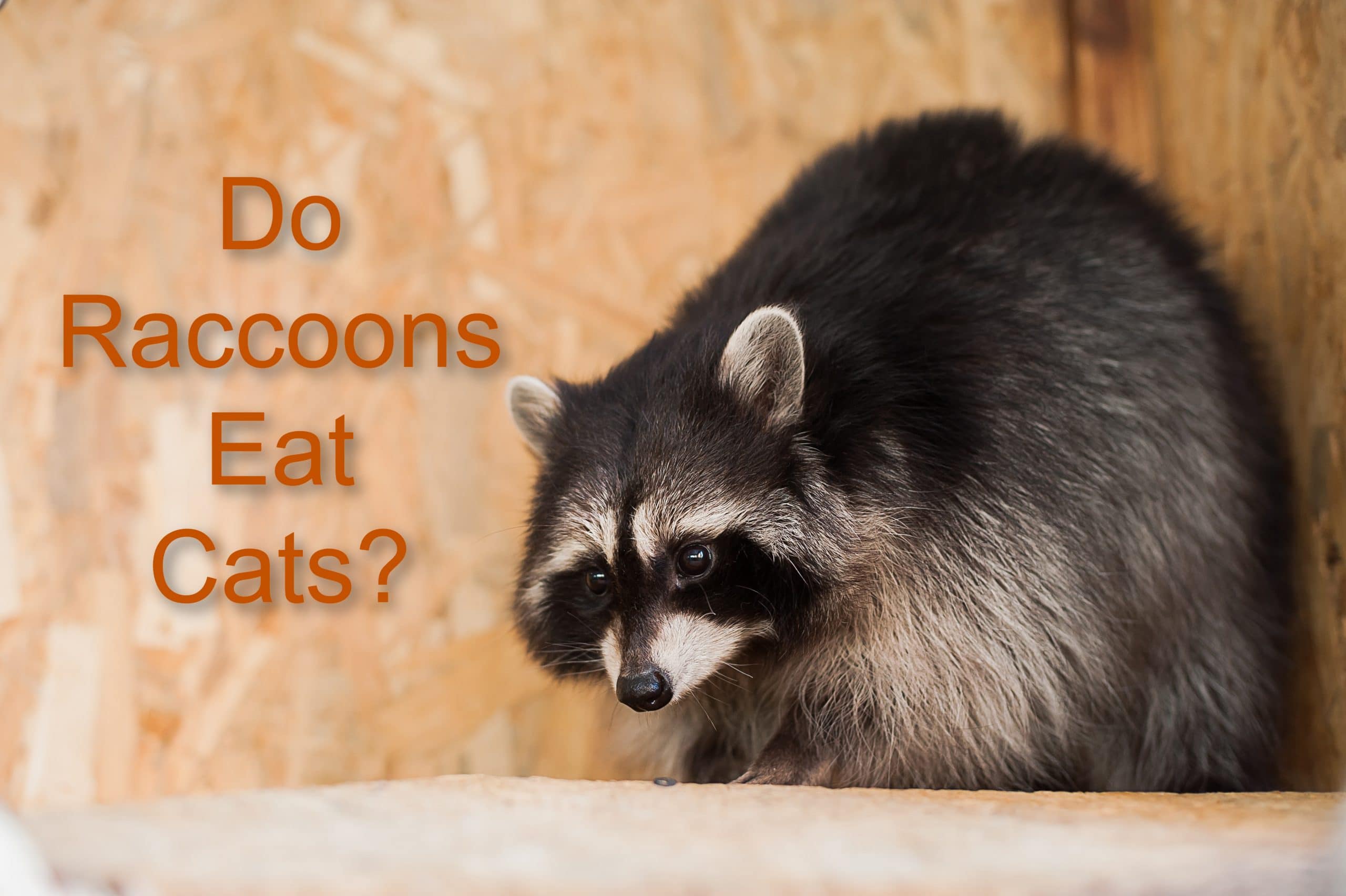 Do Raccoons Eat Cats