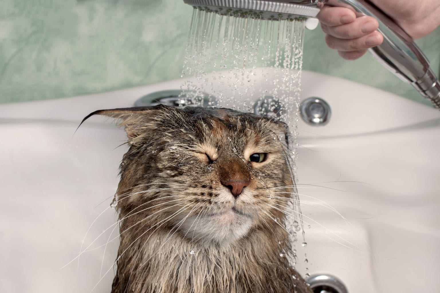 How To Wash A Cat Without Cat Shampoo | ProudCatOwners