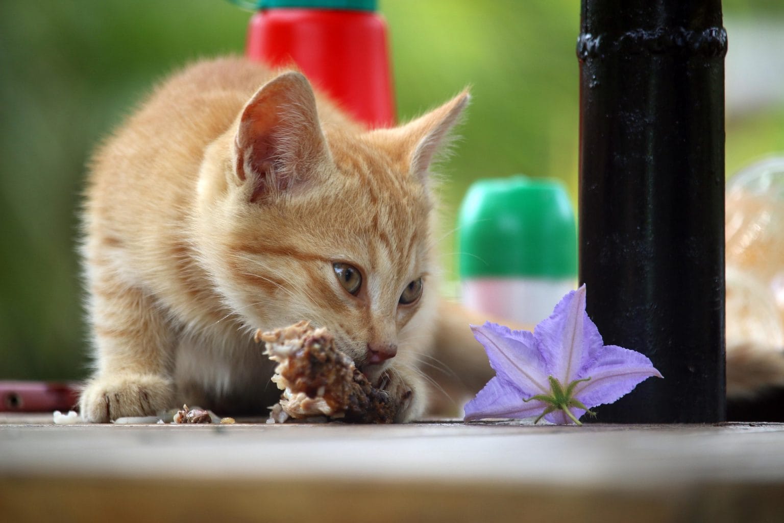 can-cats-eat-raw-chicken-proven-facts-proudcatowners