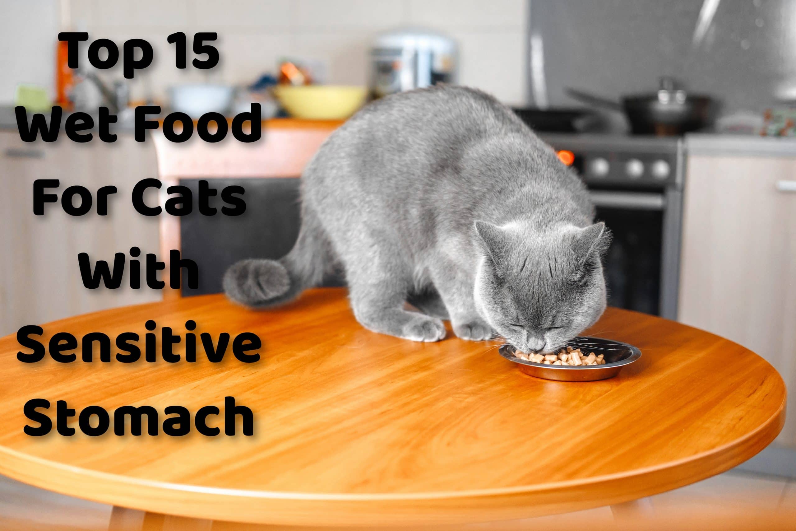 Top 15 Wet Food For Cats With Sensitive Stomach