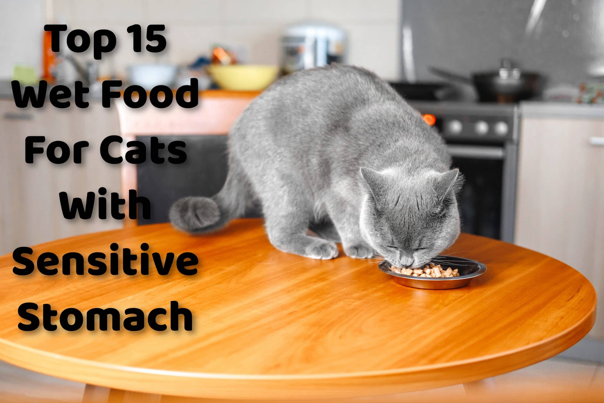 top-15-wet-food-for-cats-with-sensitive-stomach-proudcatowners