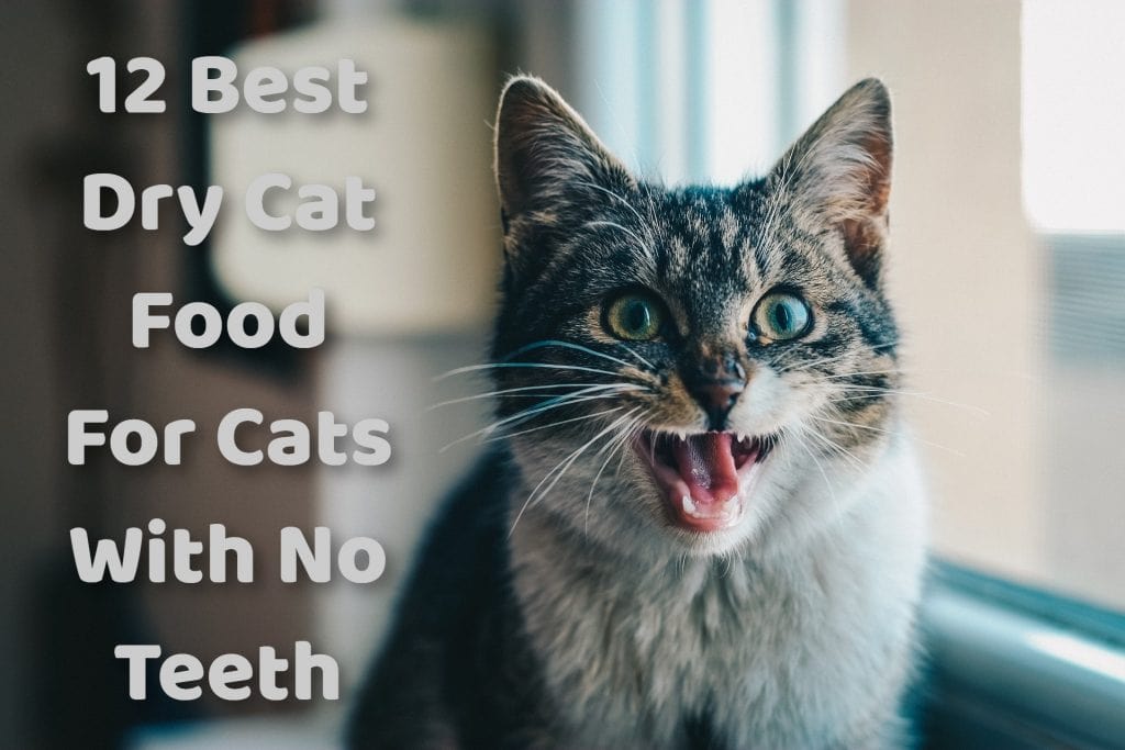 12 Best Dry Cat Food For Cats With No Teeth ProudCatOwners