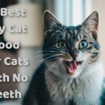 Dry Cat Food For Cats With No Teeth (12 Best)