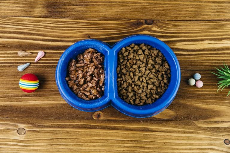 12 Best Dry Cat Food For Cats With No Teeth ProudCatOwners